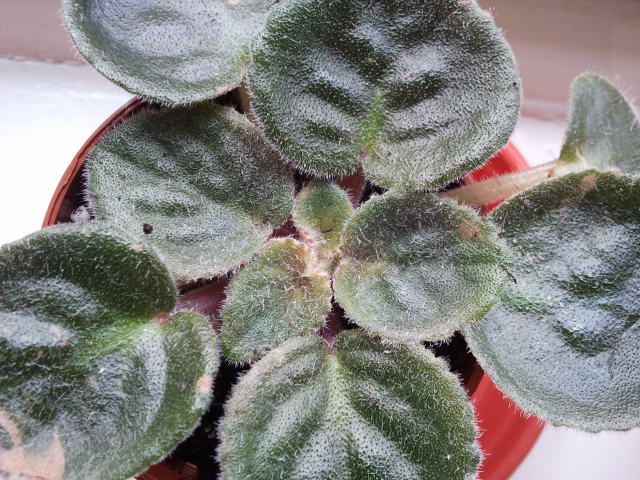 2012-11-13 11.32.38.jpg