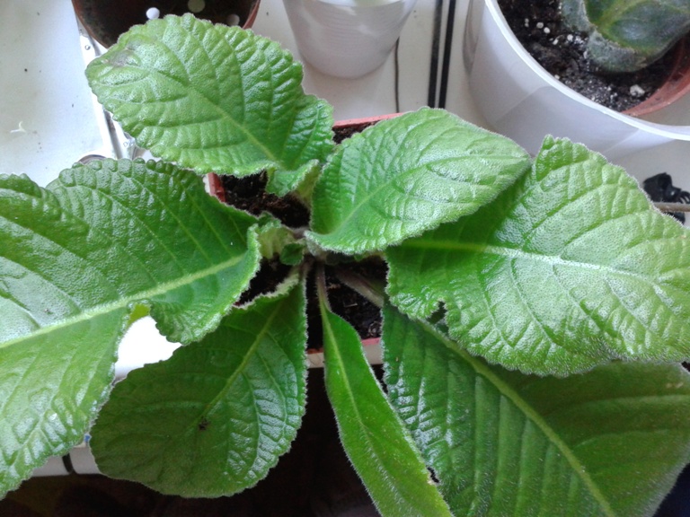 20130608_082731.jpg