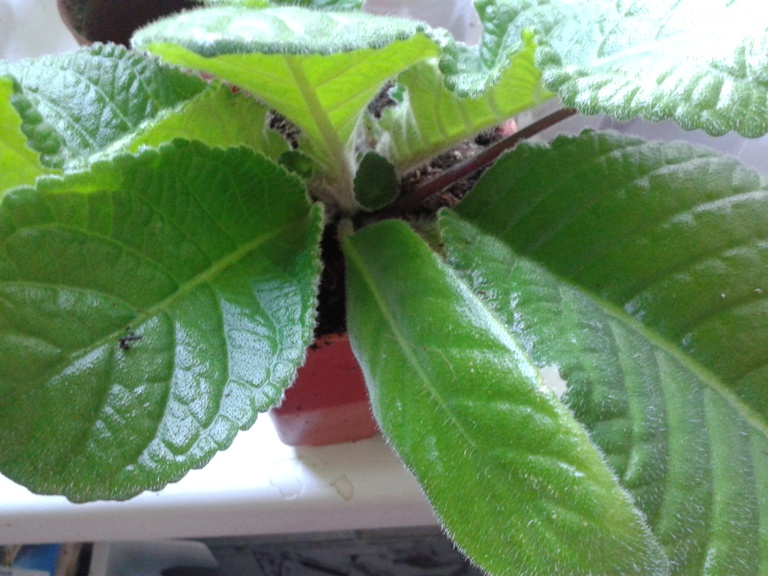 20130608_082749.jpg