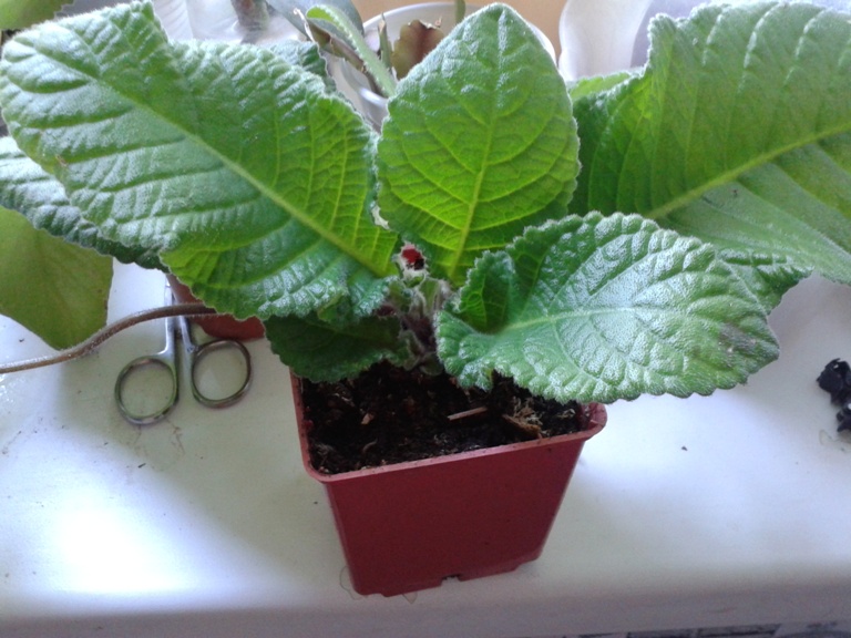 20130608_082806.jpg