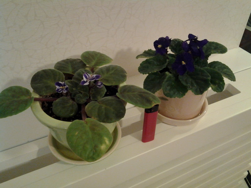 2013 после дачи.jpg