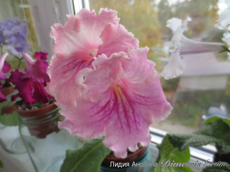 2014-10-01 07-06-30.JPG