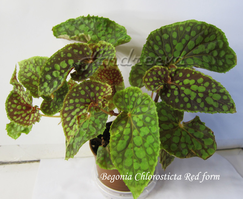 Begonia Chlorosticta Red Form