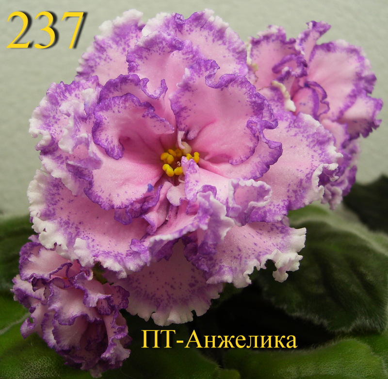 237,.JPG