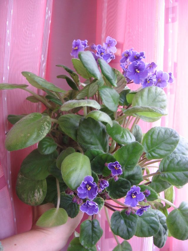 23-Река Иртыш_1787.jpg