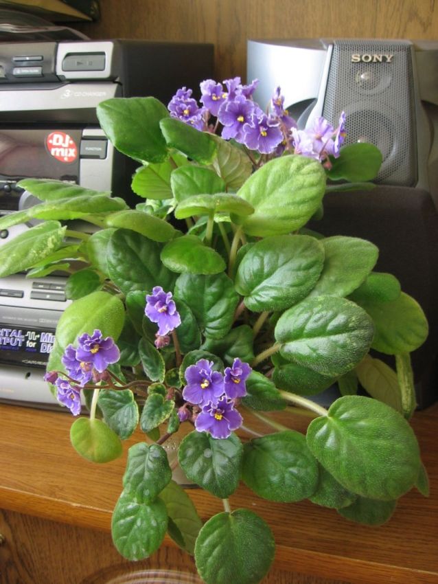 23-Река Иртыш_1824.jpg