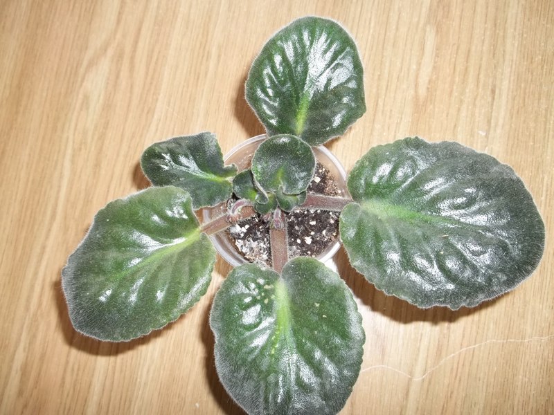 ковар2.jpg