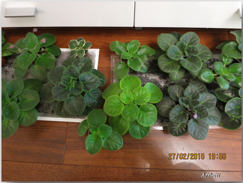 2 калинки вместе.jpg