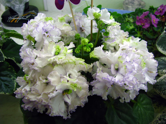 2 место – Кармен (Олейникова Татьяна Ивановна).jpg