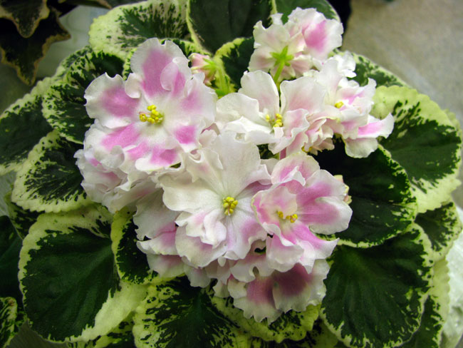 2 место - Pink Sensation (S.Sorano) Самсонова Лариса.jpg