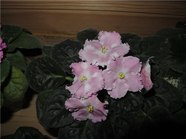 35dbcd857654.jpg