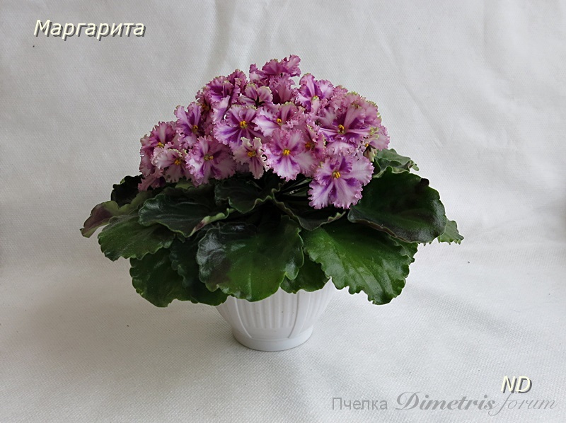 Маргарита3.JPG