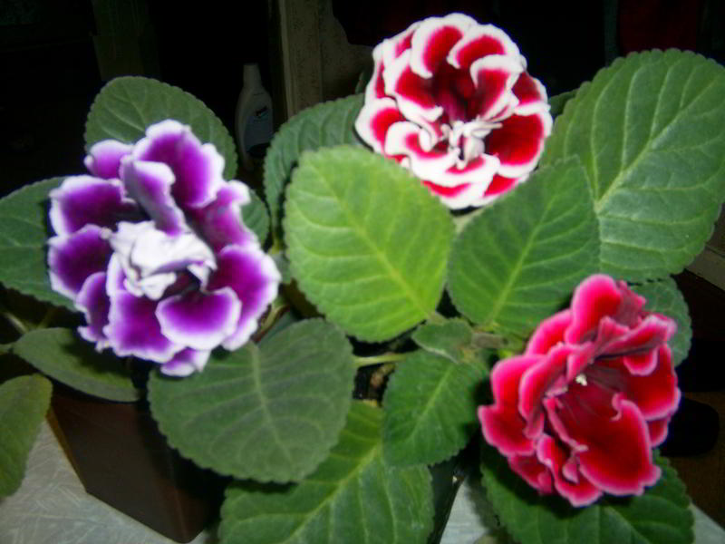 3первые подружки.jpg