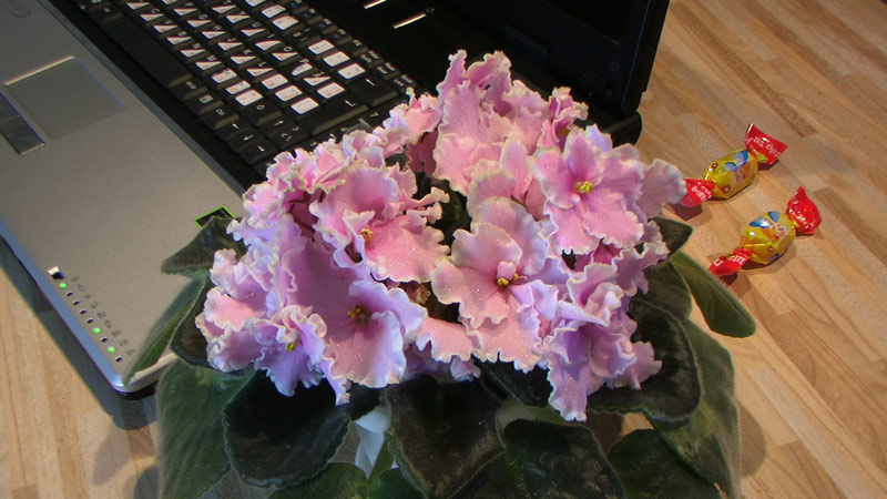 3pink2.jpg