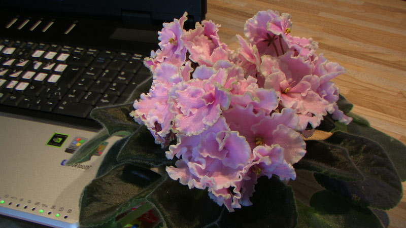 3pink.jpg