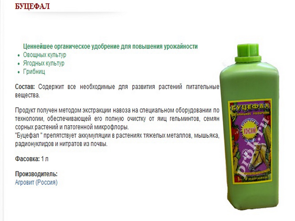 Стрептокарпусы уход в домашних условиях, размножение, болезни Несложный уход и выращивание стрептокарпусов дома