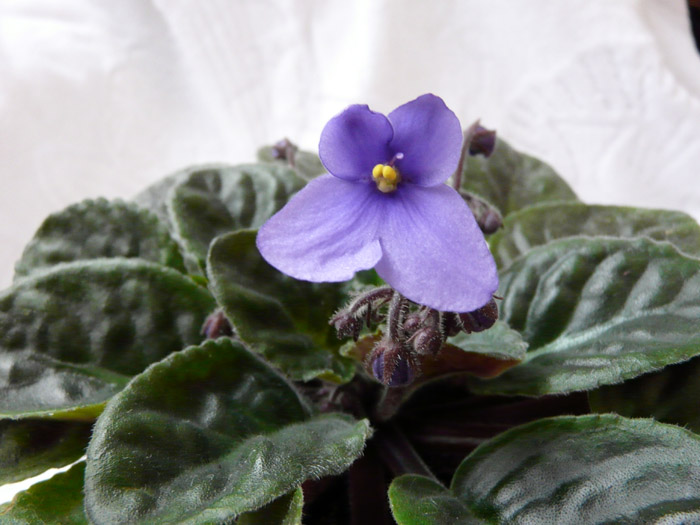 4 лепестка.jpg