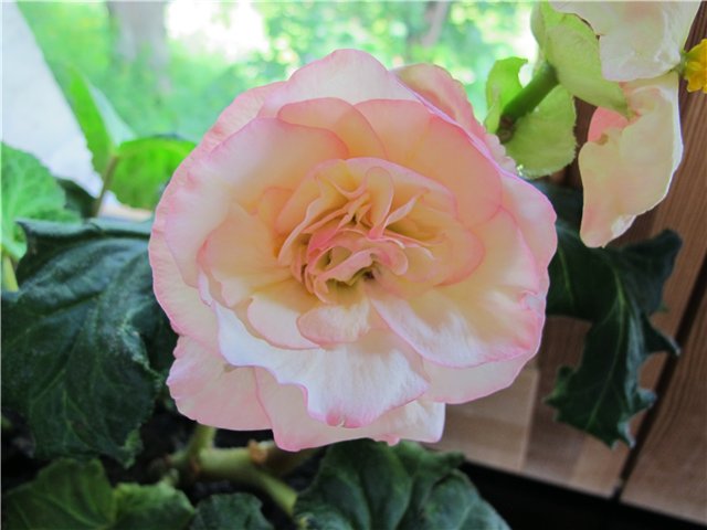 58cbda086815.jpg