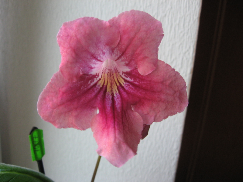 7077-Kristin Р.Кleszczynski- новинка 2014.JPG