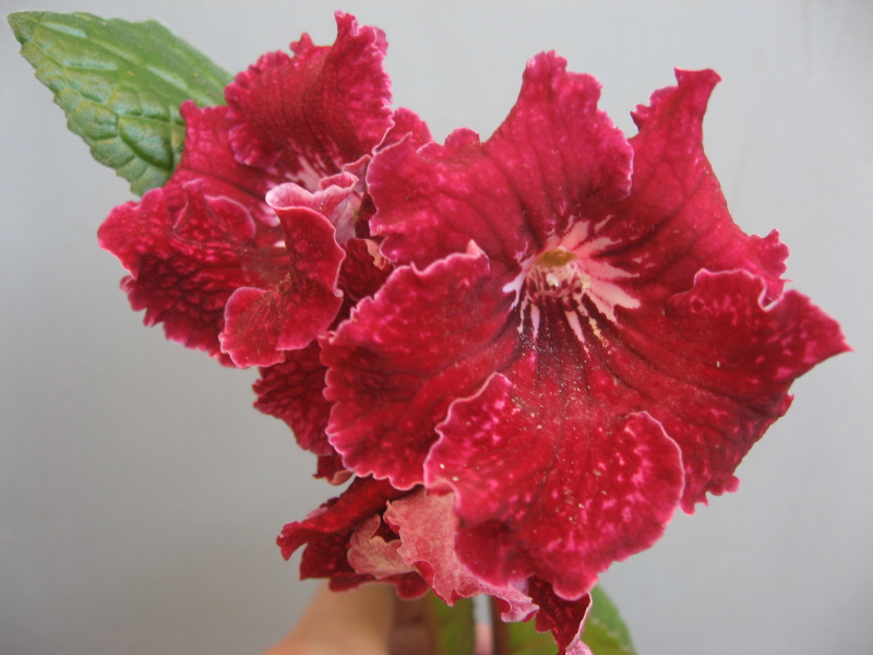 7118  Р.Кleszczynski- новинка2015 .JPG