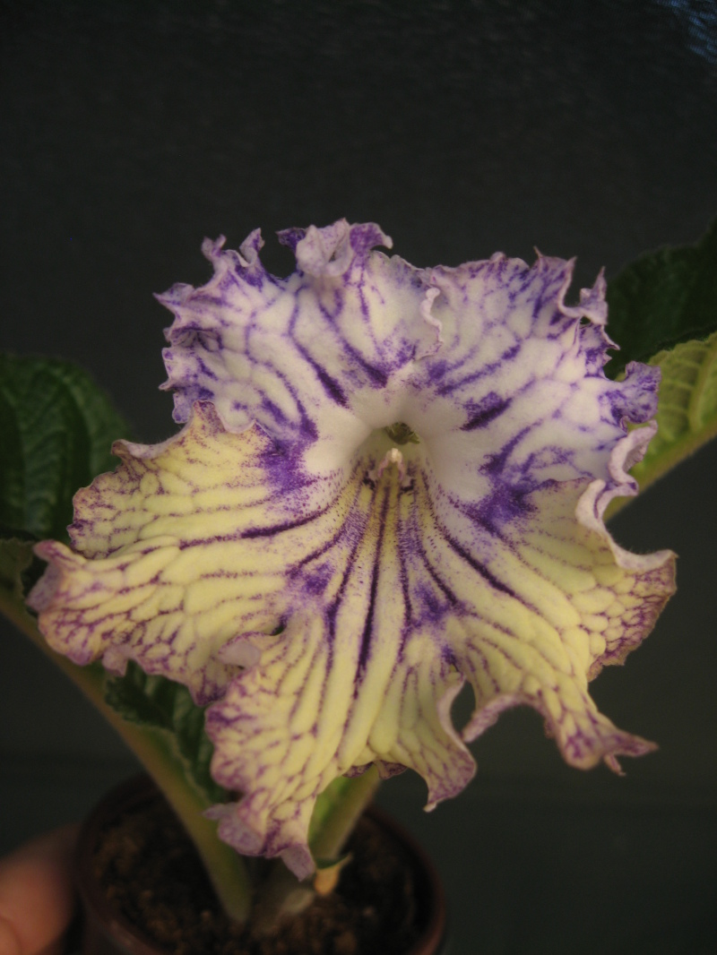 7140 Piknic Р.Кleszczynski- нов2015.JPG