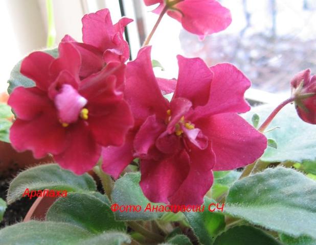 738_1225942742_jpg_248.jpg