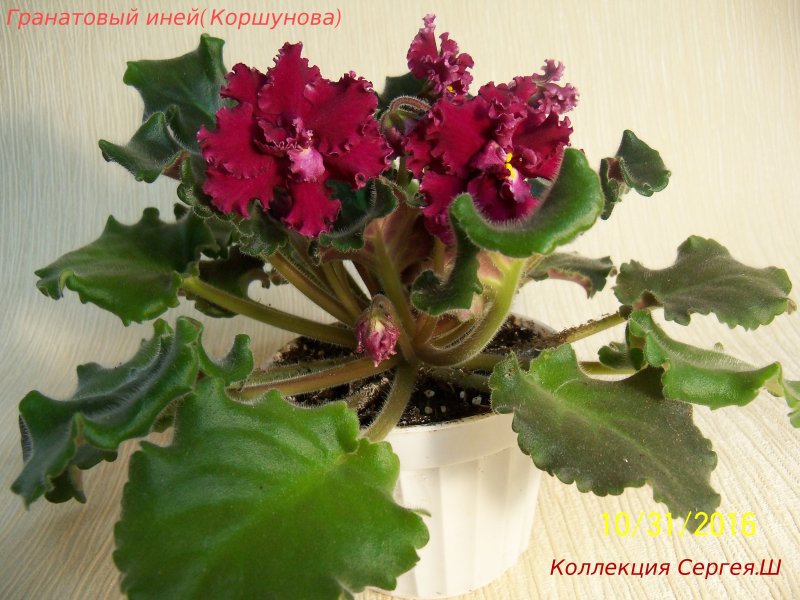 7...Гранатовый иней(Коршунова).jpg