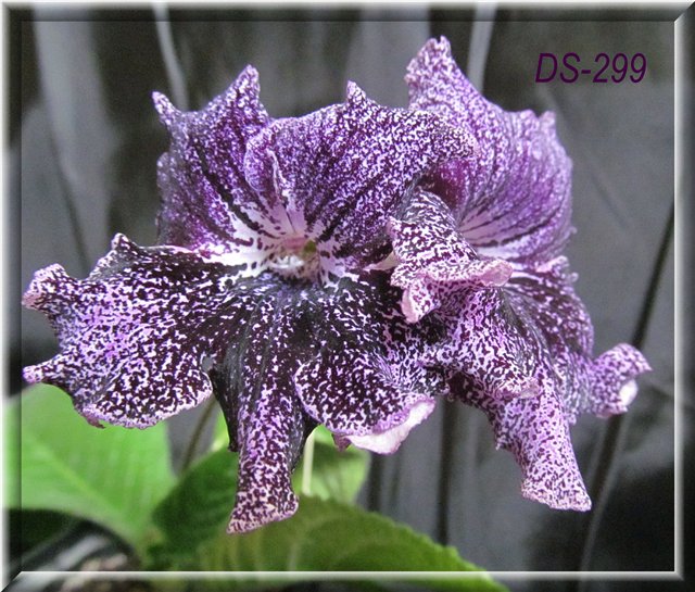 7b9dc59cdbb3.jpg
