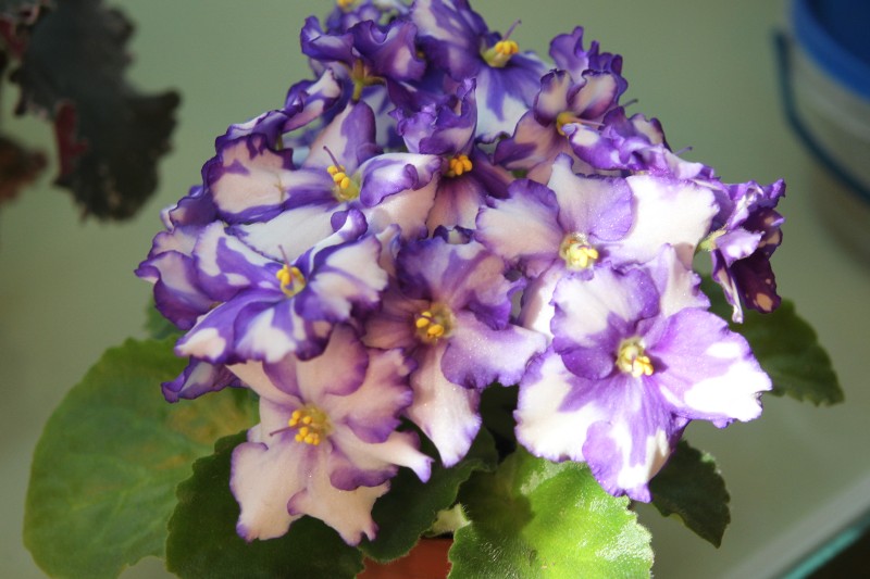 каталог 002.jpg