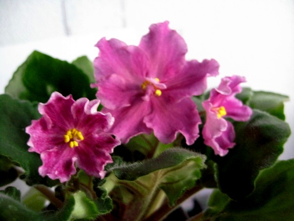 Изображение 008.jpg