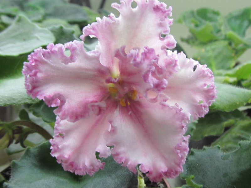 Изображение 015.jpg