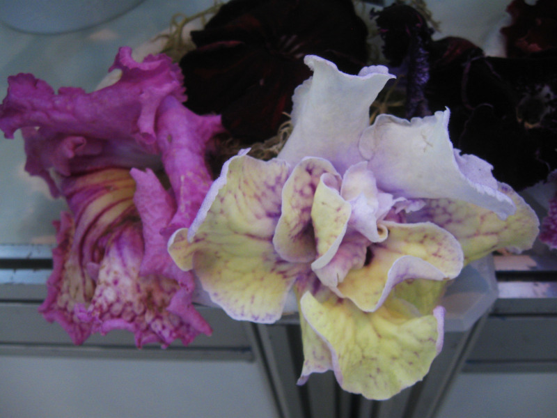 Изображение 049-.jpg