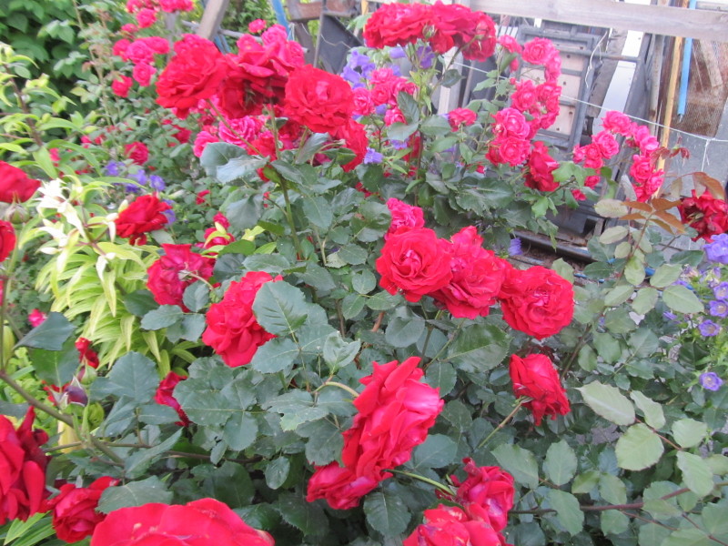 Изображение 057.jpg