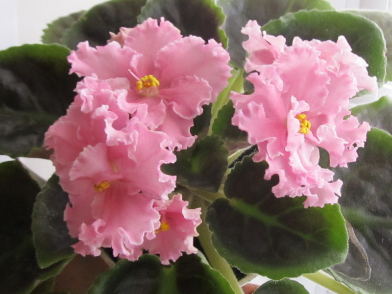 Изображение 073.jpg