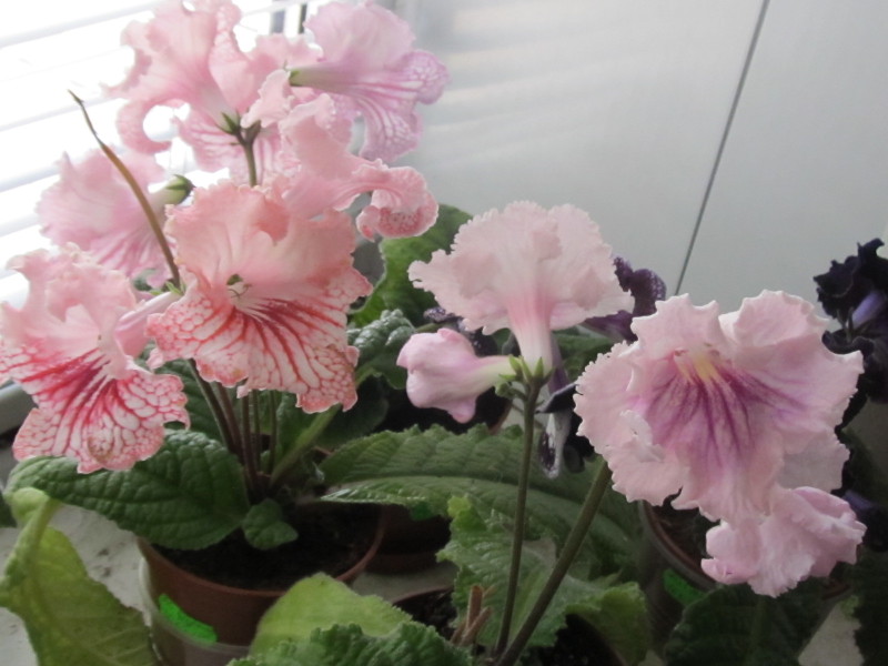 Изображение 079.jpg