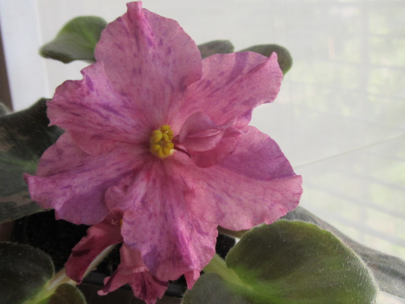 Изображение 082.jpg