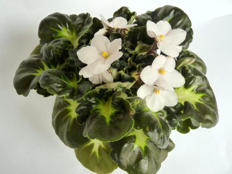 фиалки 15.10 038_800x599.jpg