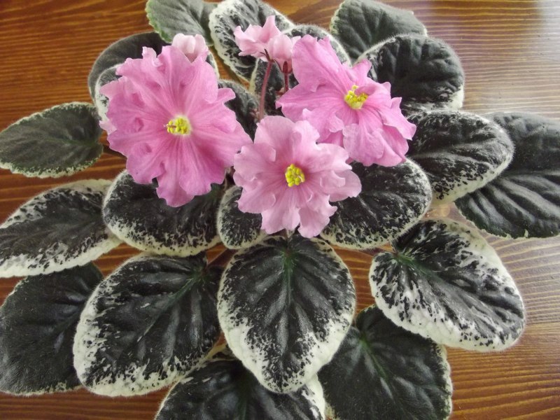 каталог 156.jpg