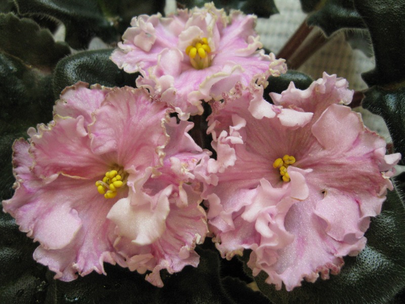 Изображение 171 (Копировать).jpg