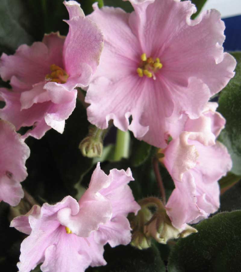 Изображение 185.jpg