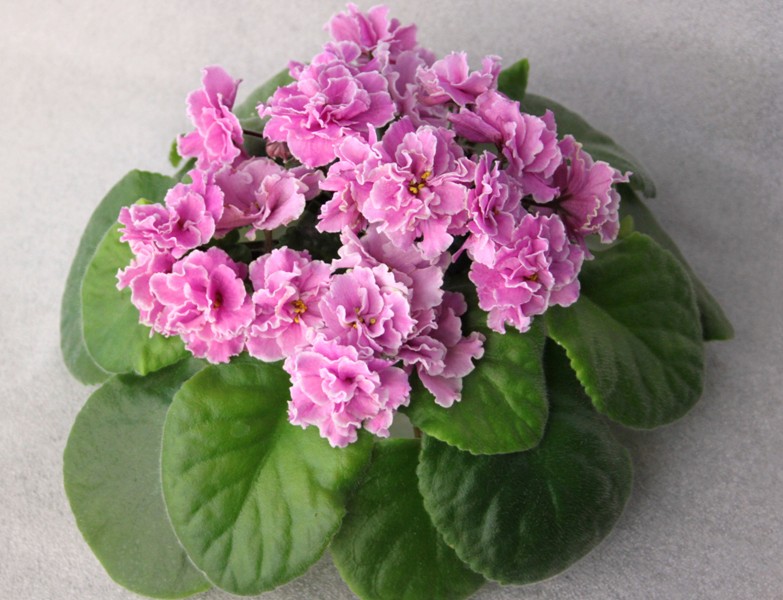 каталог 1944.jpg