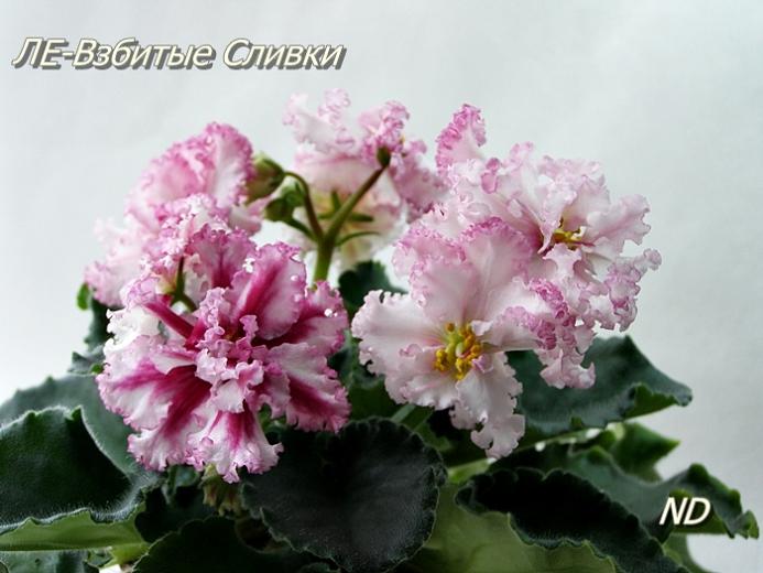 Взбитые Сливки1.JPG