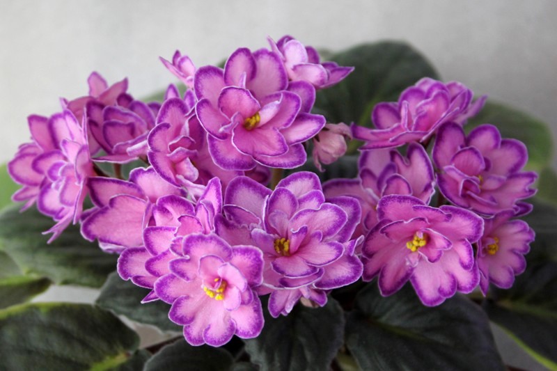 каталог 2213.jpg