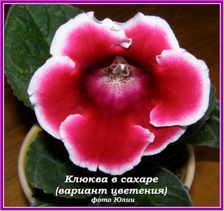 сахаре2222.jpg