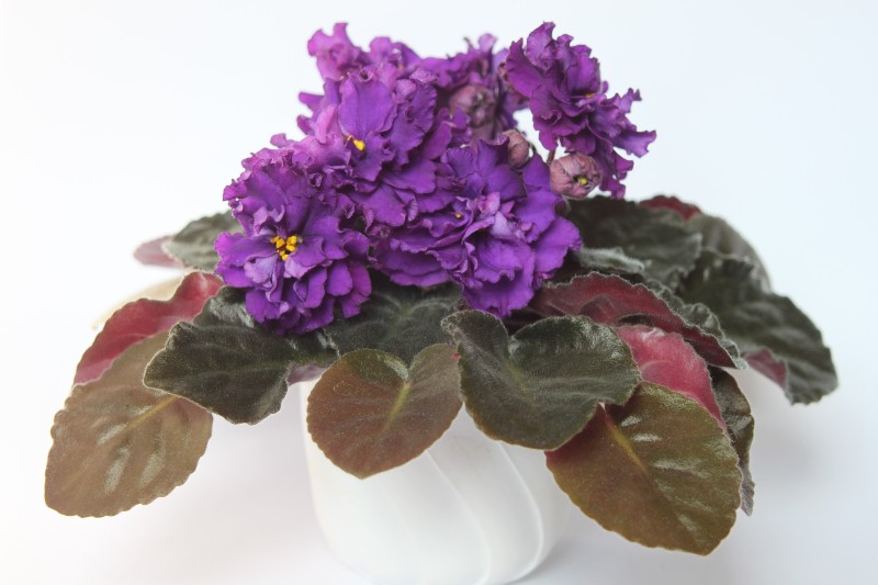 каталог 243.jpg