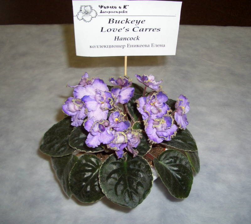 _фиалки2 005 (71).jpg