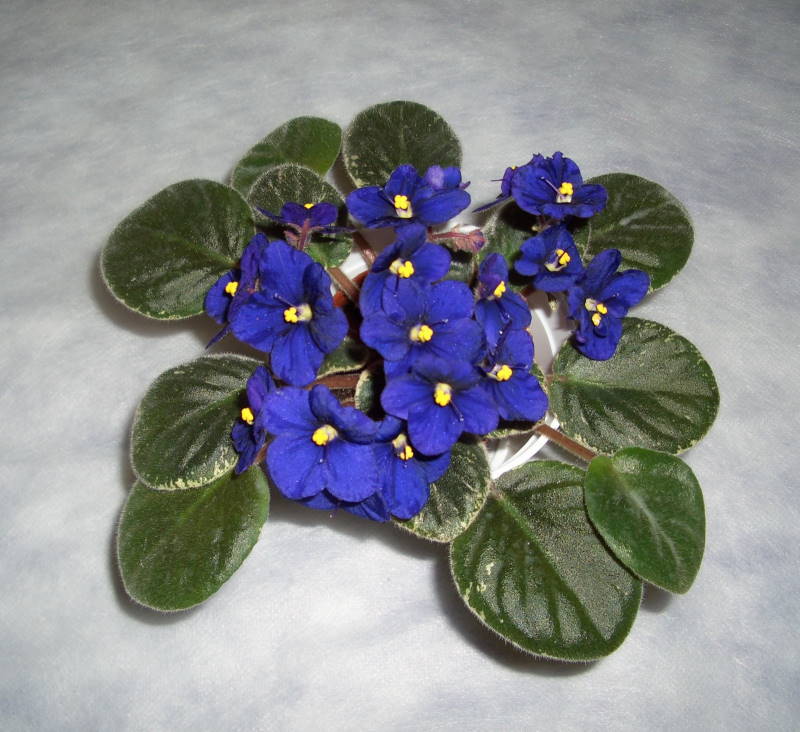 _фиалки2 005 (77).jpg