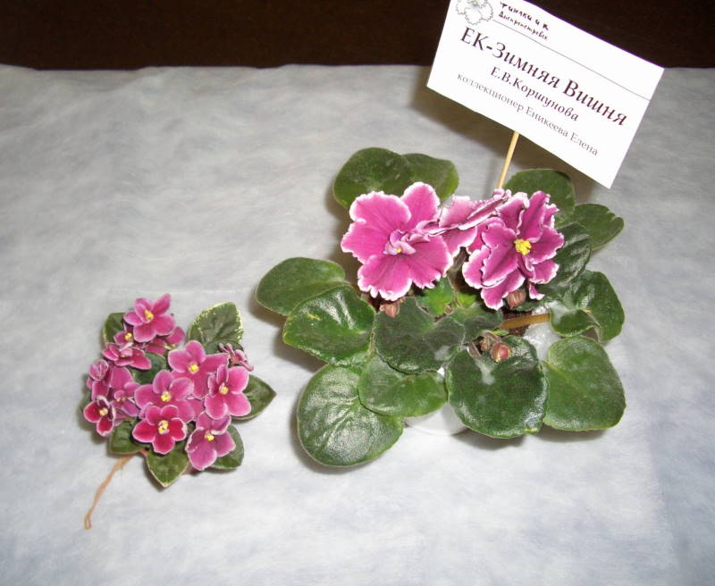 _фиалки2 005 (80).jpg