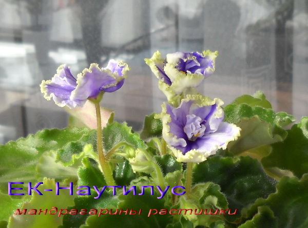 -Наутилус2.jpg