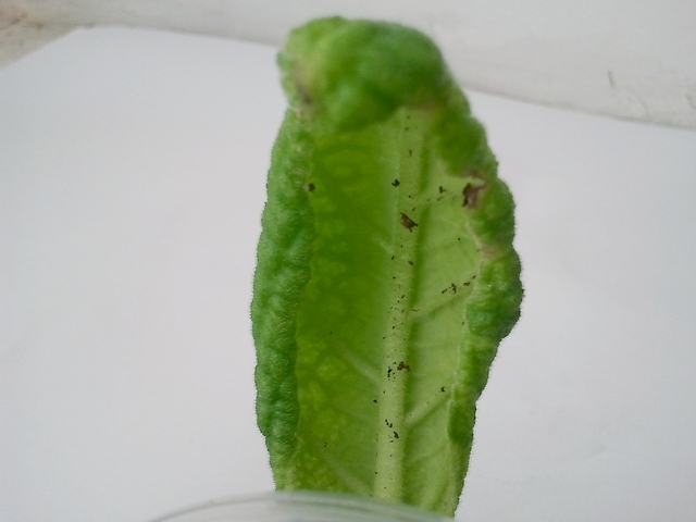 Болячка 2.jpg